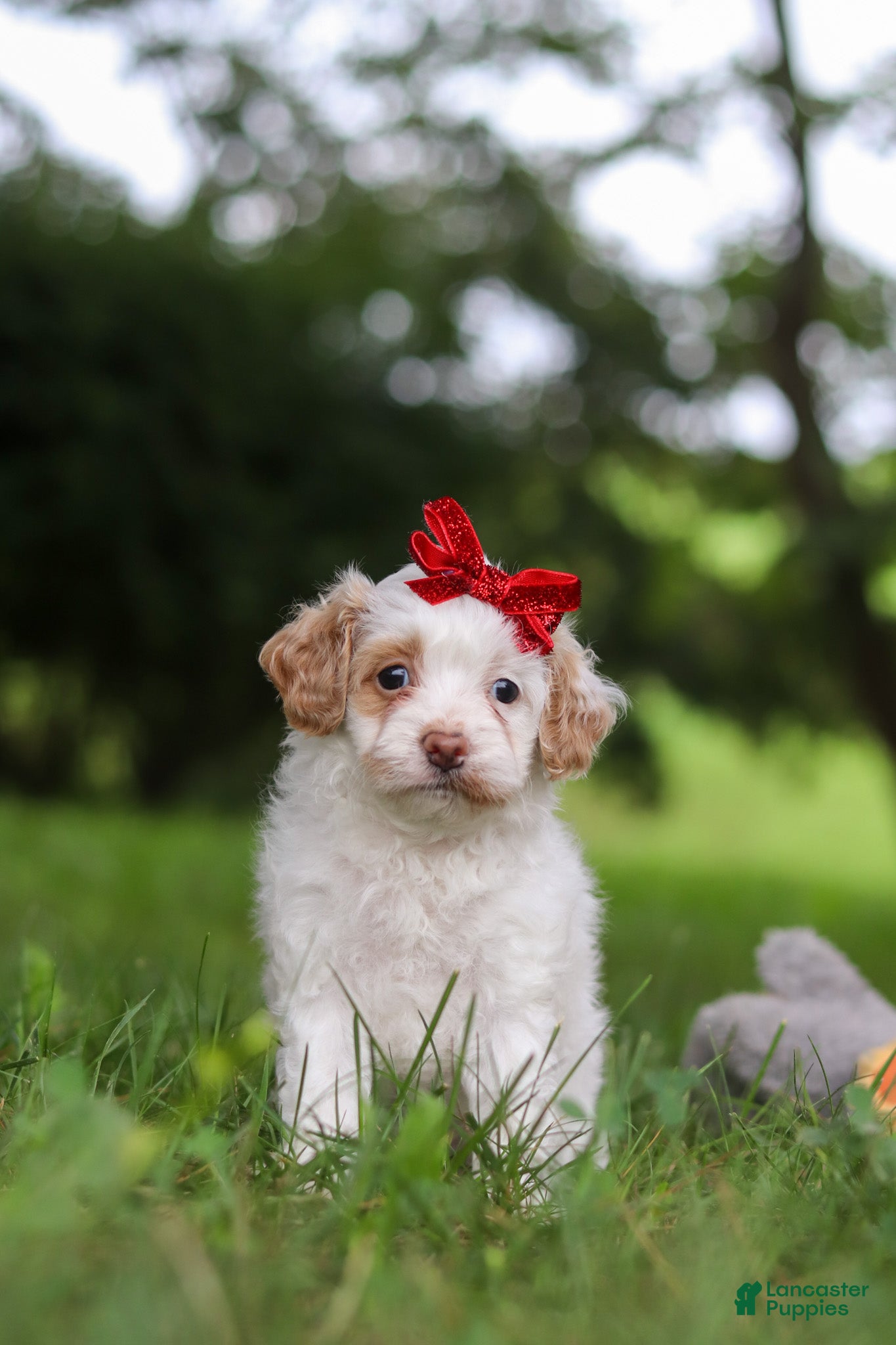 Cavapoo dogs Mia - Ad 1