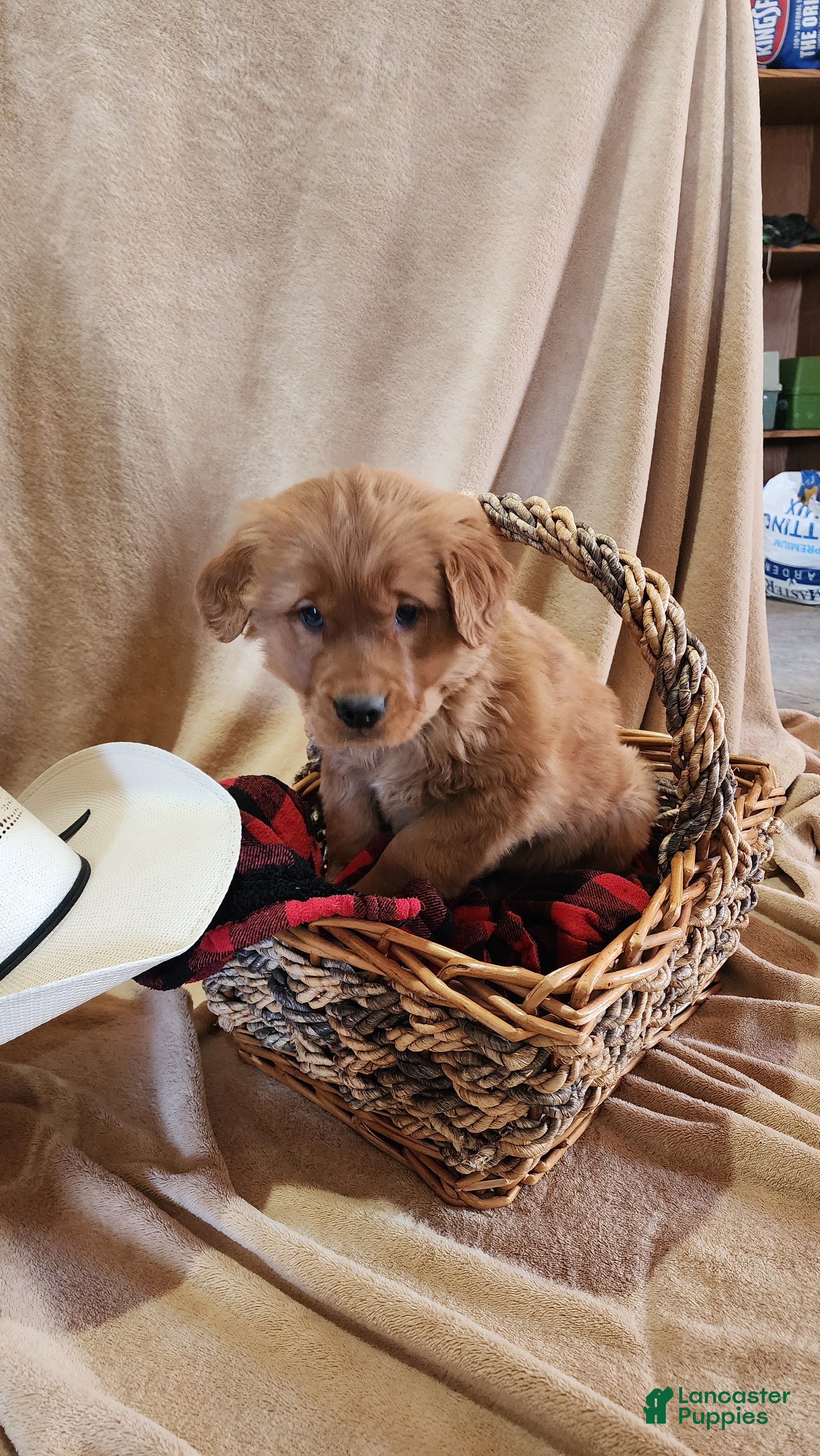 Golden Retriever dogs Rover - Ad 20