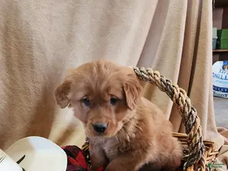 Golden Retriever dogs Rover - Ad 20