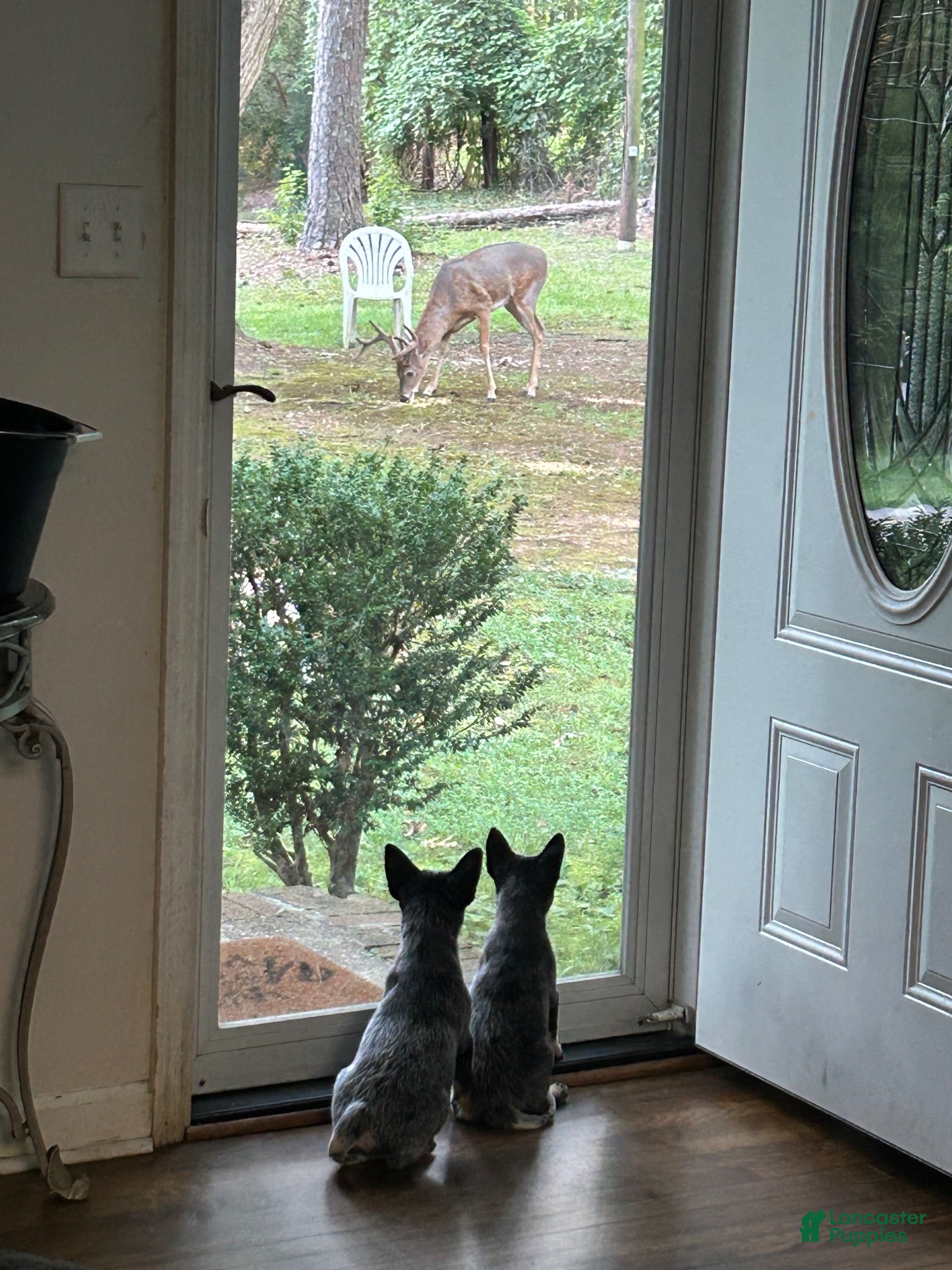 Australian Cattle Dog dogs Scout - Ad 2