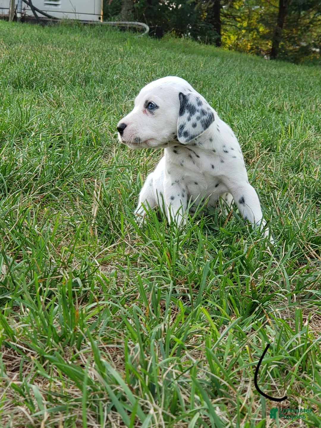 Dalmatian dogs for sale: Liz - Ad 1