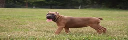 Cane Corso dogs for sale: Andromeda  - Ad 3