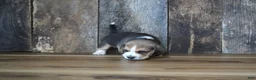 Beagle dogs for sale: Brett - Ad 7