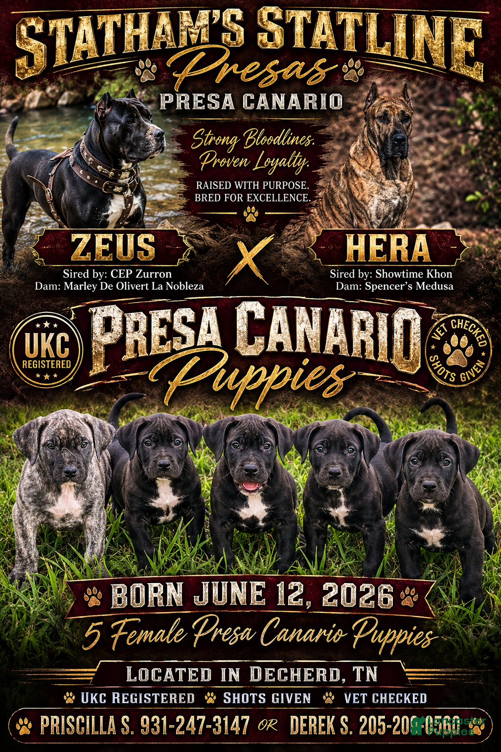 Presa Canario dogs Presa Canario 2 - Ad 2