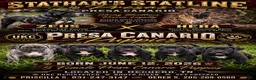 Presa Canario dogs for sale: Presa Canario 2 - Ad 2