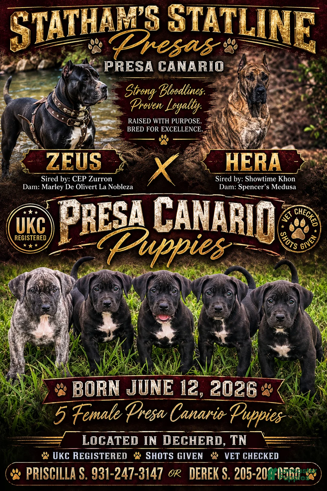 Presa Canario dogs for sale: Presa Canario 2 - Ad 2