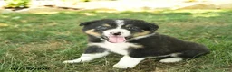 Border Collie dogs for sale: Harvey - Ad 4