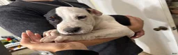 American Pit Bull Terrier dogs for sale: Baca - Ad 1