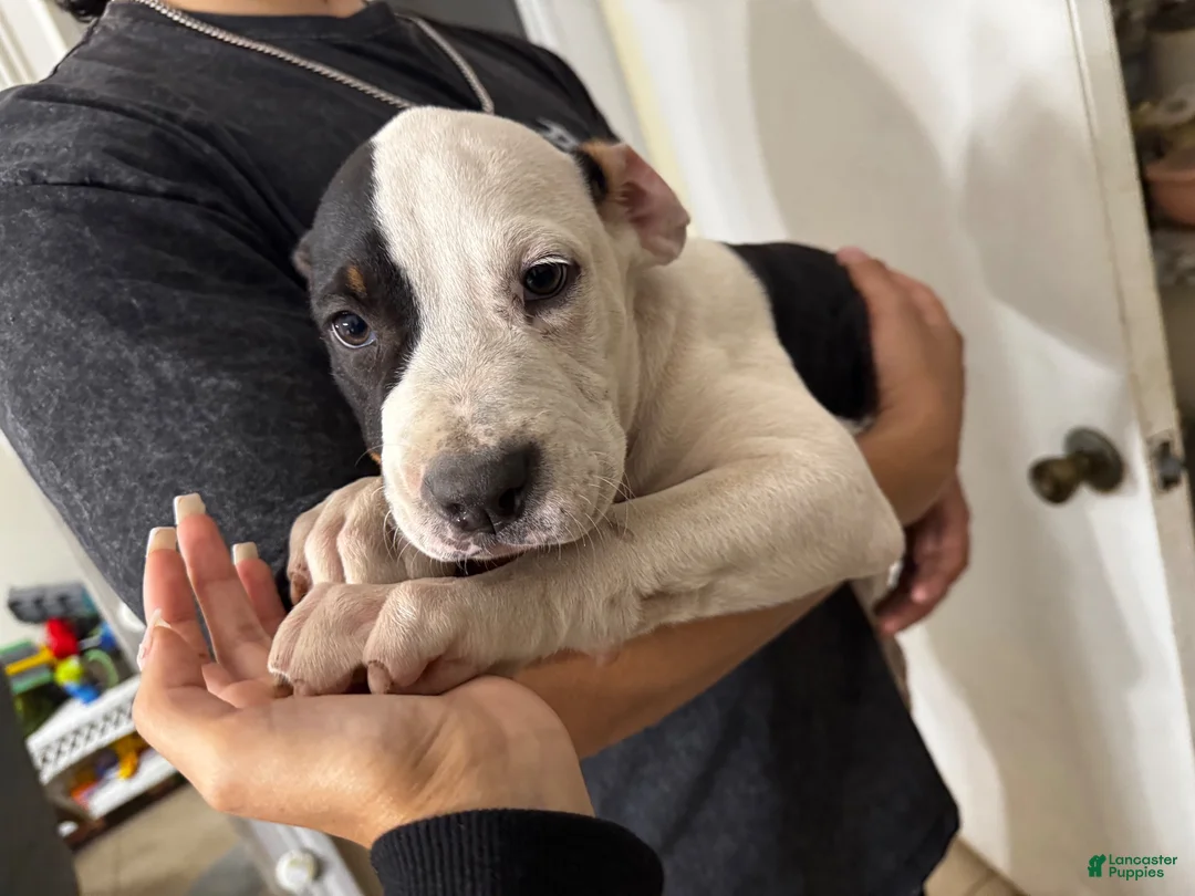 American Pit Bull Terrier dogs for sale: Baca - Ad 1