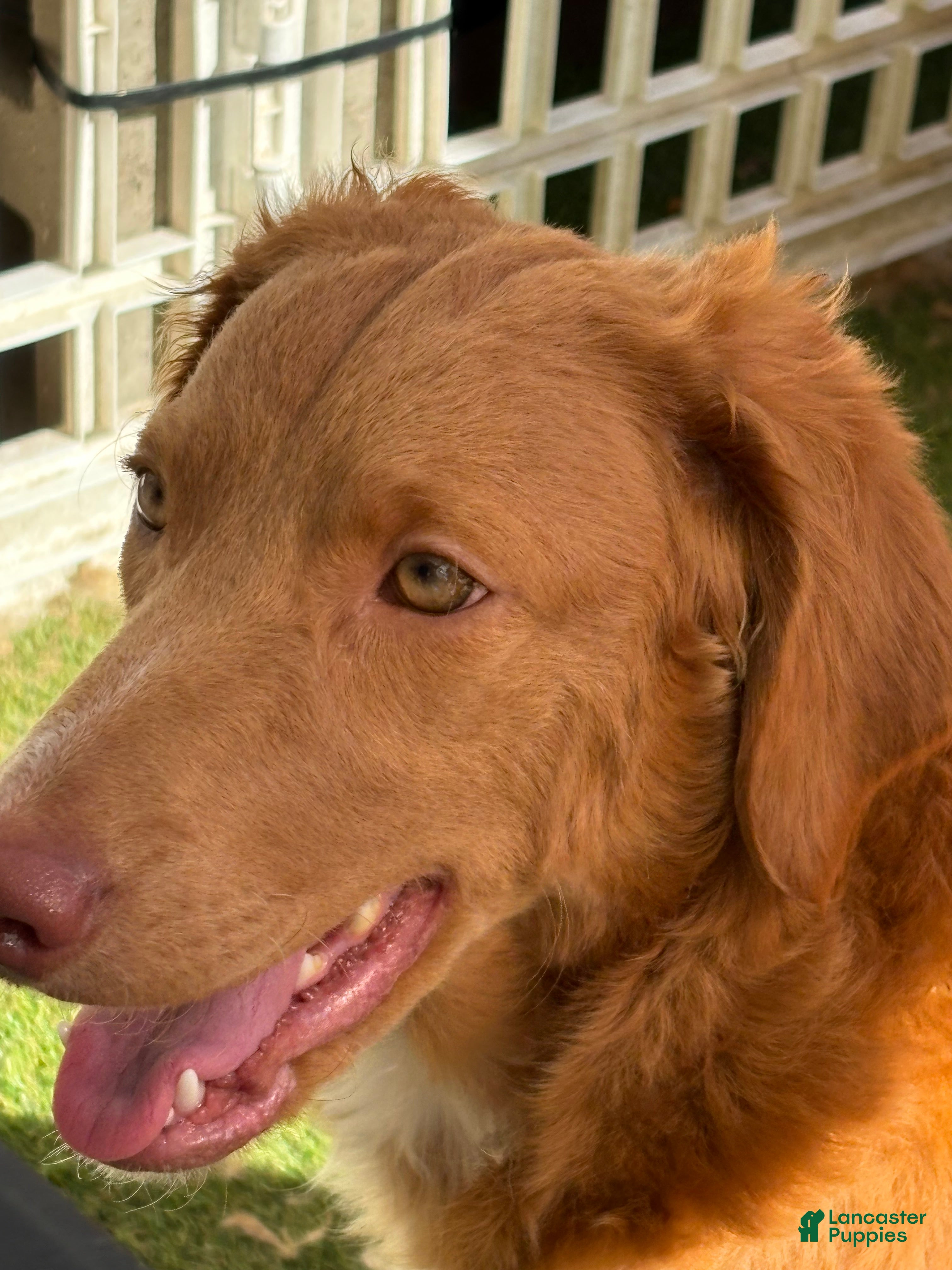 Goldendoodle dogs for sale: Fuchsia  - Ad 2