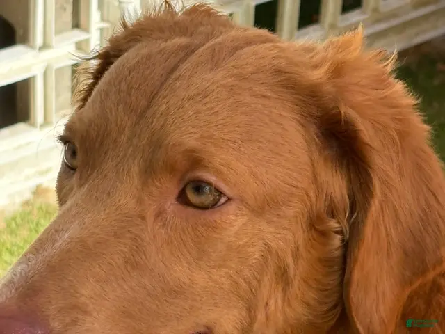 Goldendoodle dogs for sale: Fuchsia - Ad 2
