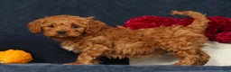 Cavapoo dogs for sale: Parker - Ad 9