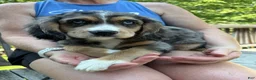 Mixed Breed dogs for sale: Athena - Ad 11