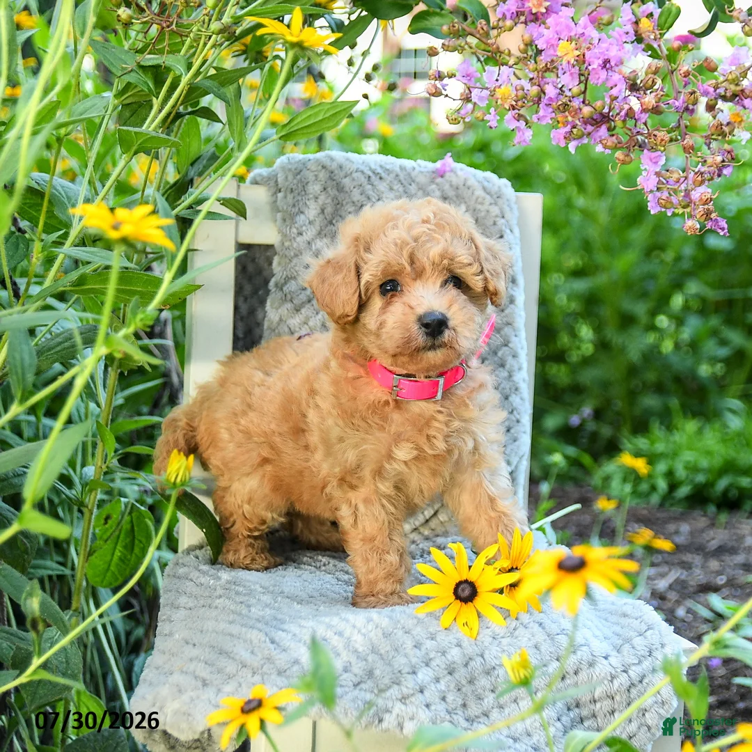 Maltipoo dogs for sale: Lily - Ad 2