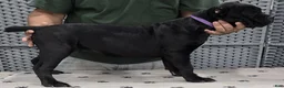 Cane Corso dogs for sale: Purple Girl - Ad 4