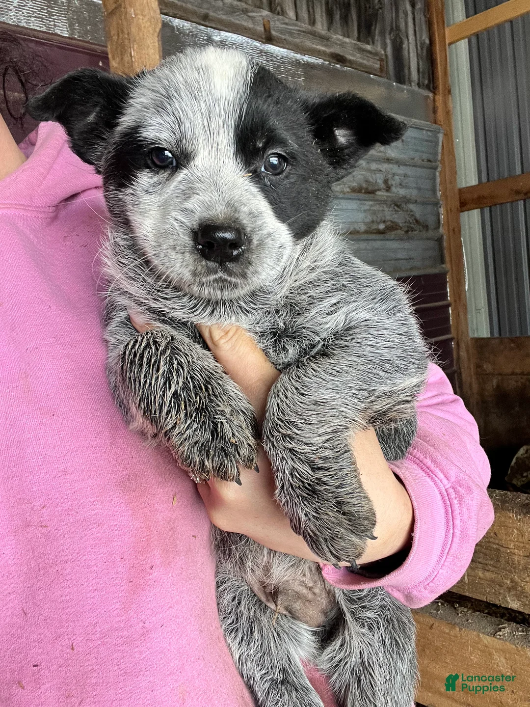Australian Cattle Dog dogs for sale: Abel - Ad 1