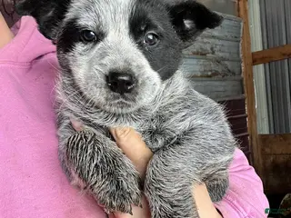 Australian Cattle Dog dogs Abel - Ad 24