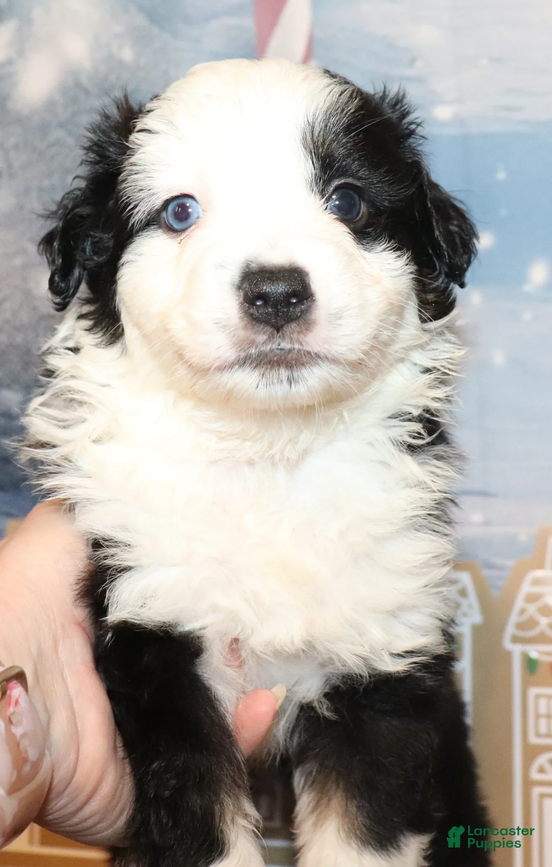 Miniature Australian Shepherd dogs for sale: Trent - Ad 3
