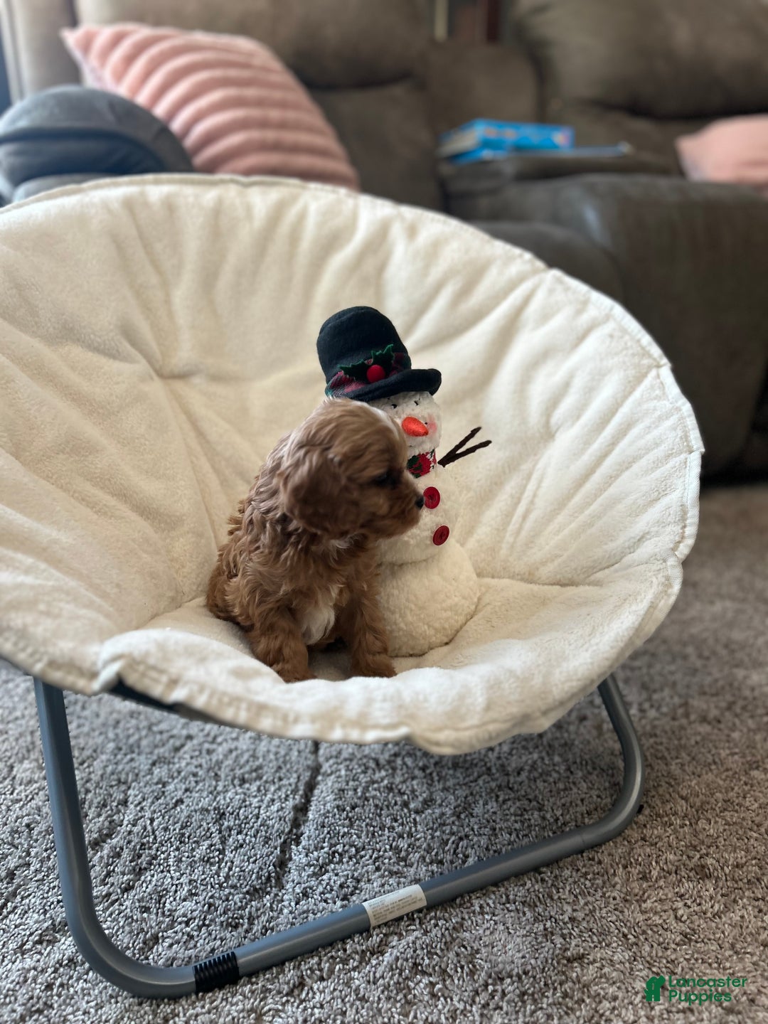 Cavapoo dogs for sale: Cavapoo Puppy 3 - Ad 3