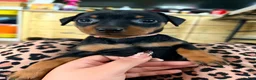 Miniature Pinscher dogs for sale: Lily - Ad 5
