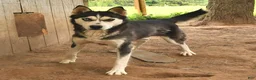 Siberian Husky dogs for sale: Ruby - Ad 4