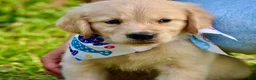 Golden Retriever dogs for sale: Pink Girl 4 - Ad 14