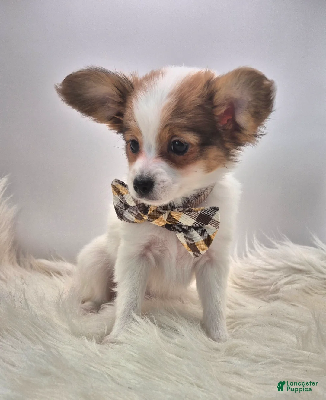 Papillon dogs for sale: Blue boy(Sunny) - Ad 2