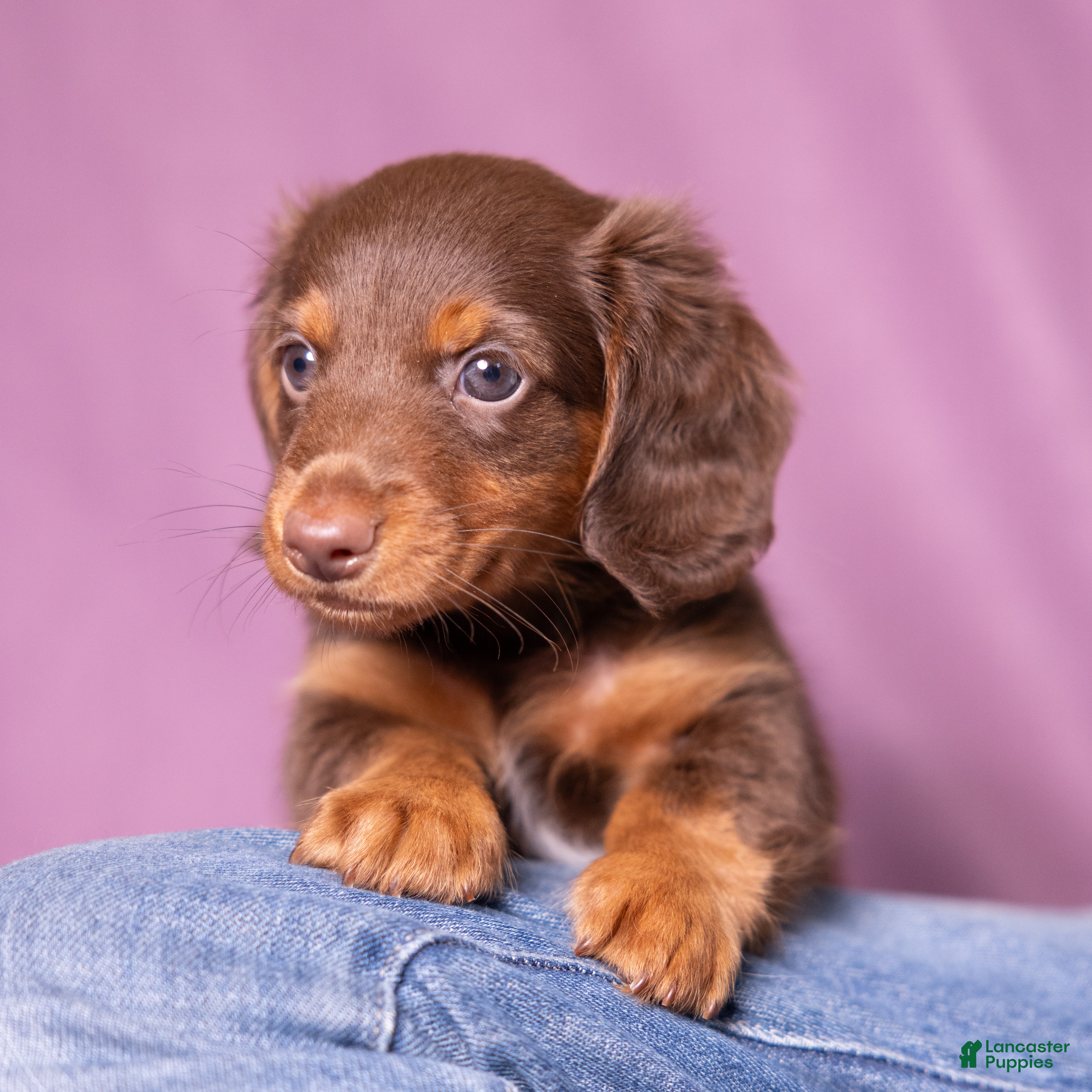 Miniature Dachshund dogs Rosie - Ad 1