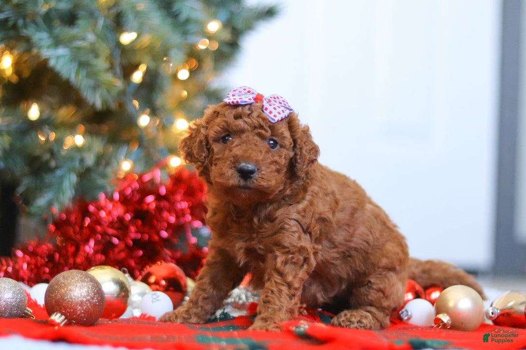 Mixed Breed dogs for sale: Gloria – Female (F7927) - Ad 5