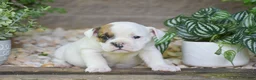 Olde English Bulldogge dogs for sale: Archie - Ad 3
