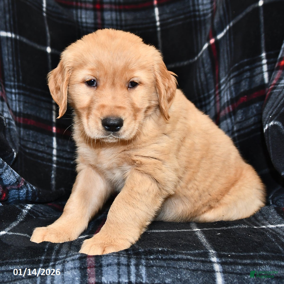 Golden Retriever dogs Tyler - Ad 15