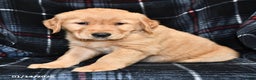 Golden Retriever dogs for sale: Tyler - Ad 1