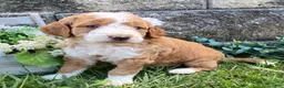 Mini Goldendoodle dogs for sale: Spice - Ad 4