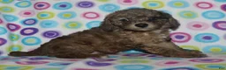 Miniature Poodle dogs for sale: Harlee’s Merle male - Ad 1