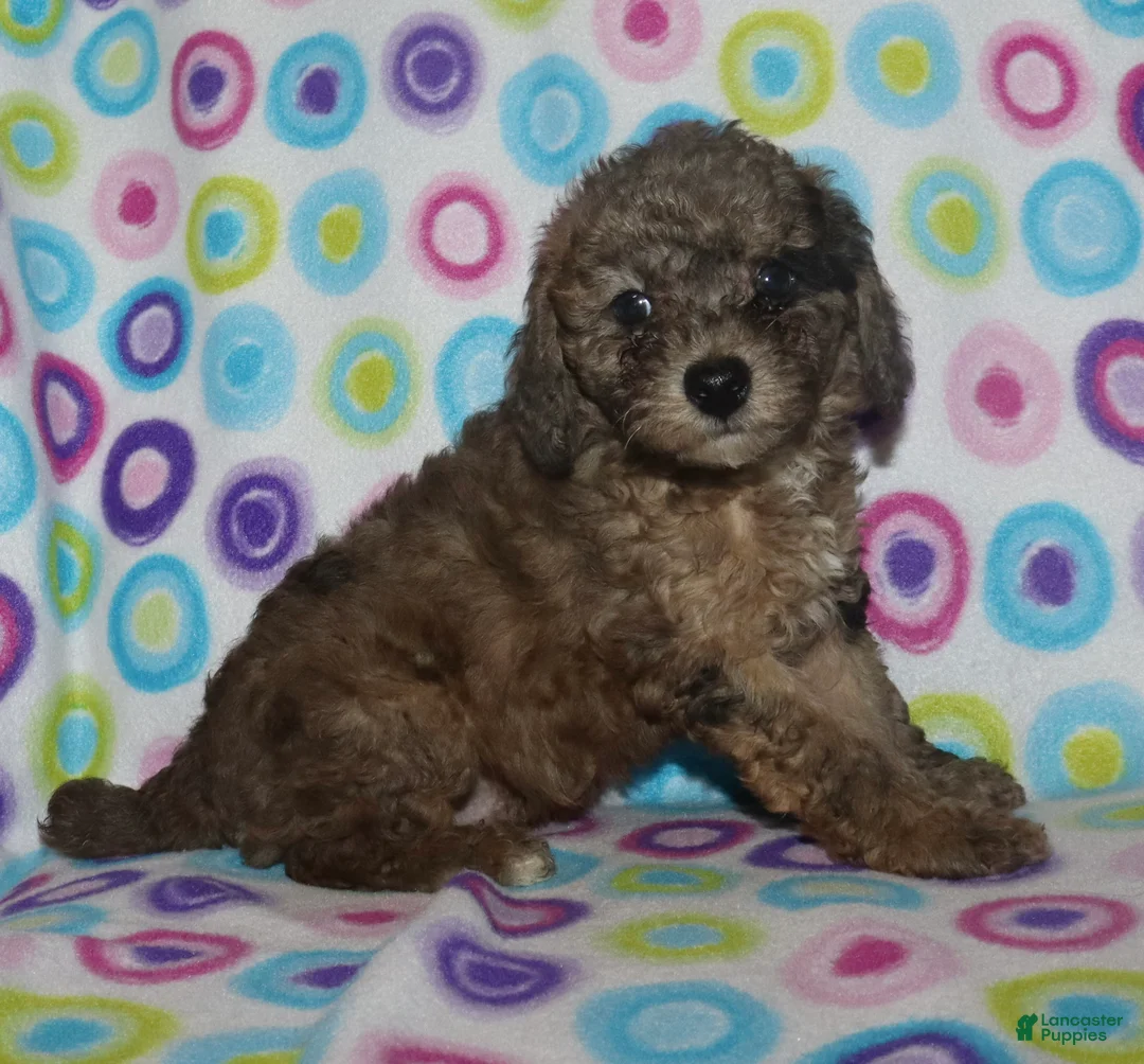 Miniature Poodle dogs for sale: Harlee’s Merle male - Ad 1