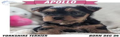 Apollo