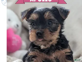 Yorkshire Terrier dogs Apollo - Ad 5