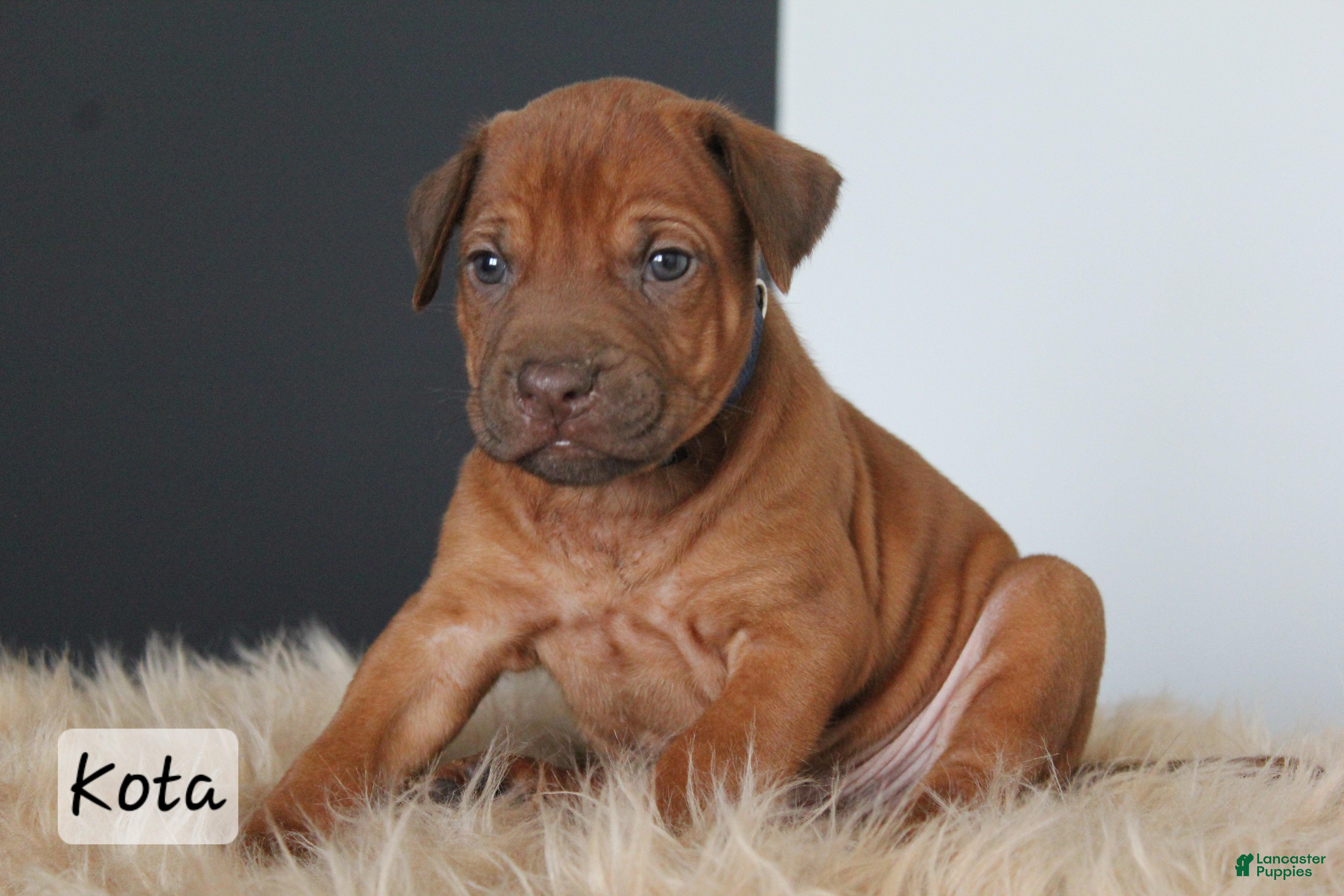Rhodesian Ridgeback dogs Kota - Ad 12
