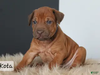 Rhodesian Ridgeback dogs Kota - Ad 12