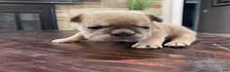 French Bulldog dogs for sale: Nebula - Ad 3