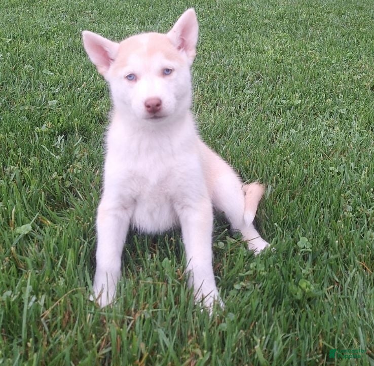 Gerberian Shepsky dogs Daisy - Ad 1