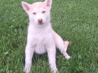 Gerberian Shepsky dogs for sale: Daisy - Ad 2