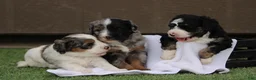 Bernedoodle dogs for sale: Banjo - Ad 6