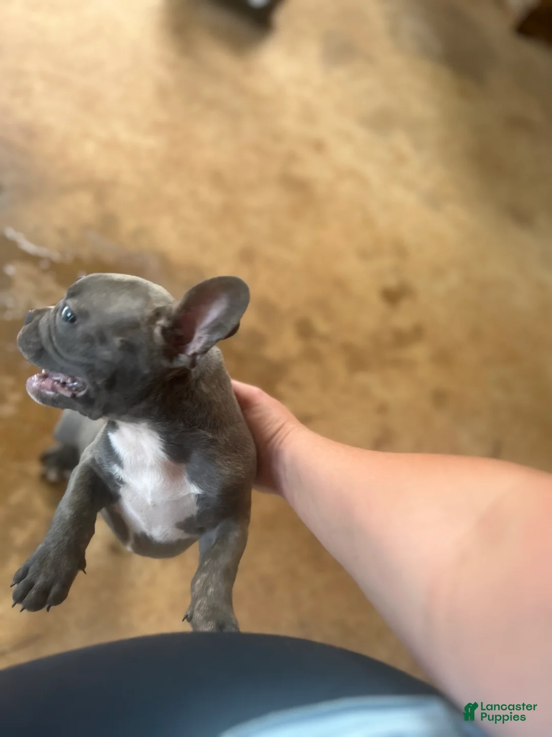 French Bulldog dogs for sale: Brock - Ad 2