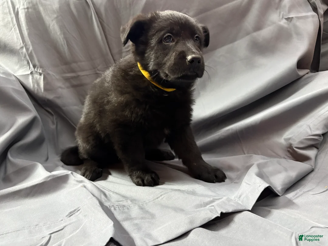 Mixed Breed dogs for sale: E Puppy 5 - Ad 2