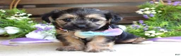 Morkie dogs for sale: Fiona  - Ad 10