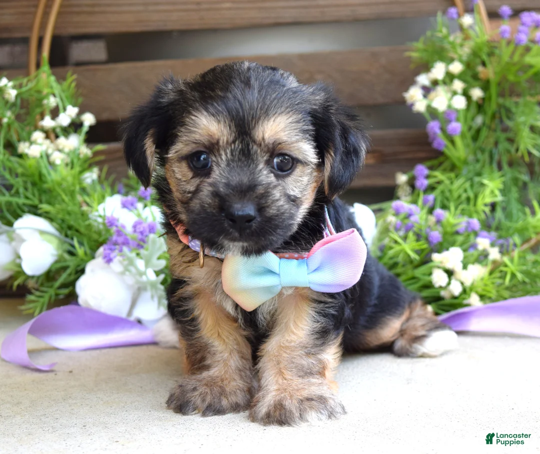 Morkie dogs for sale: Fiona  - Ad 10