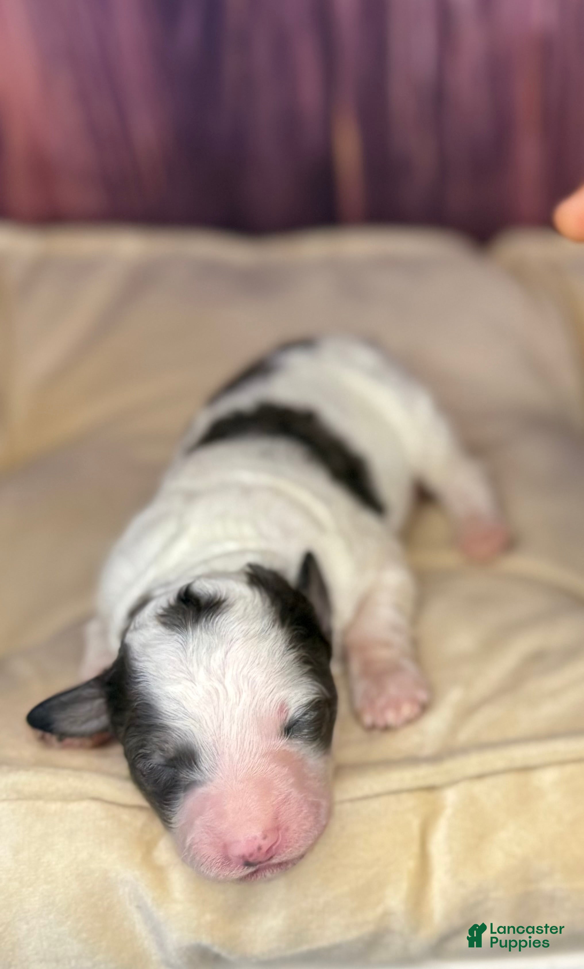 Maltipoo dogs Sean - Ad 24