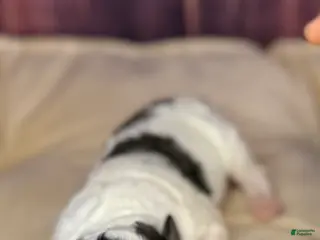 Maltipoo dogs Sean - Ad 17