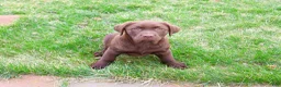 Labrador Retriever dogs for sale: Macy - Ad 2